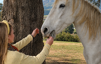 Horse Riding