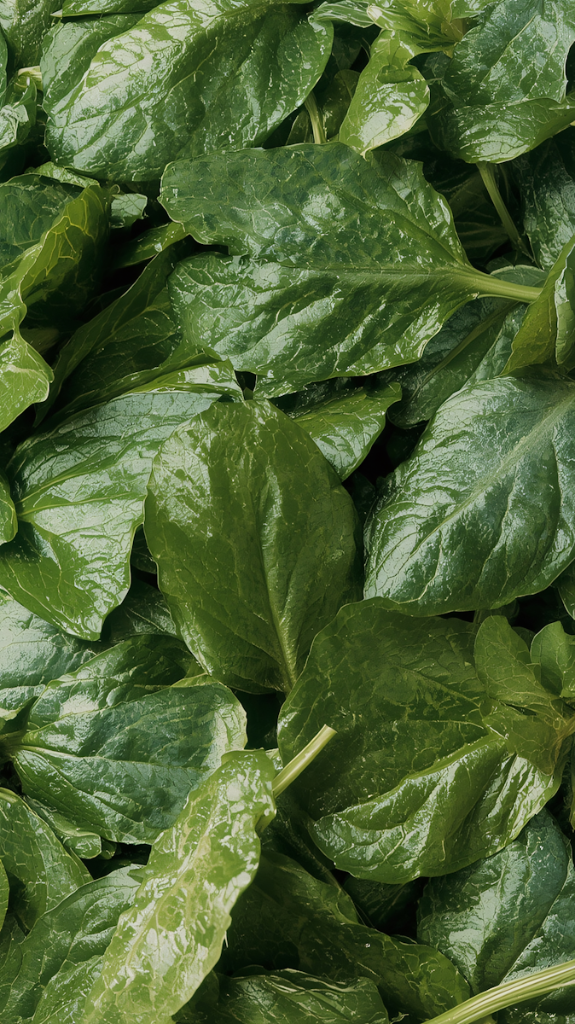 Fresh wet green spinach leaves close-up