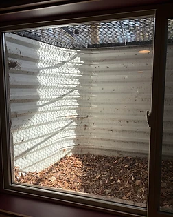 Looking down into a window well full of dry leaves, twigs, and debris