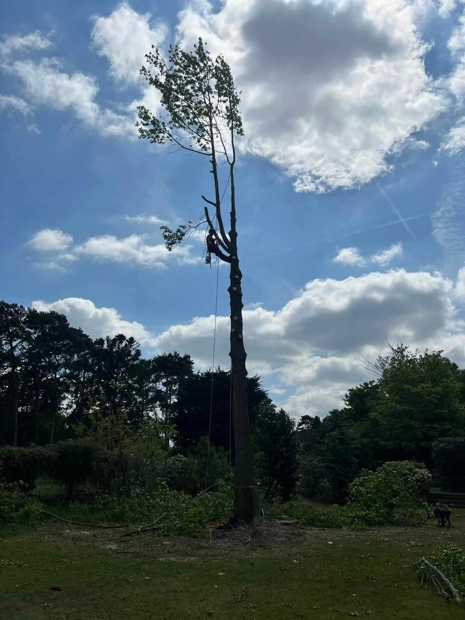 Tree Surgery
