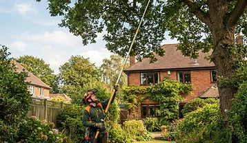A person using a long telescopic pole pruner to trim high branches of a mature oak tree in a British suburban back garden