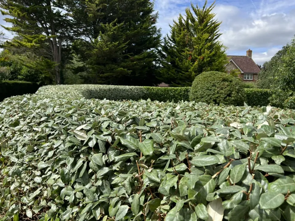 Hedge Trimming & Pruning