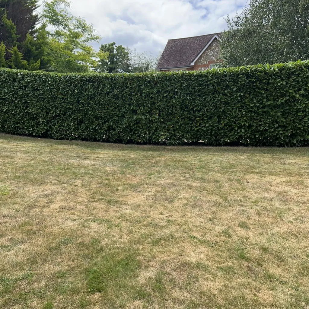Perfectly geometric precision-trimmed green hedge