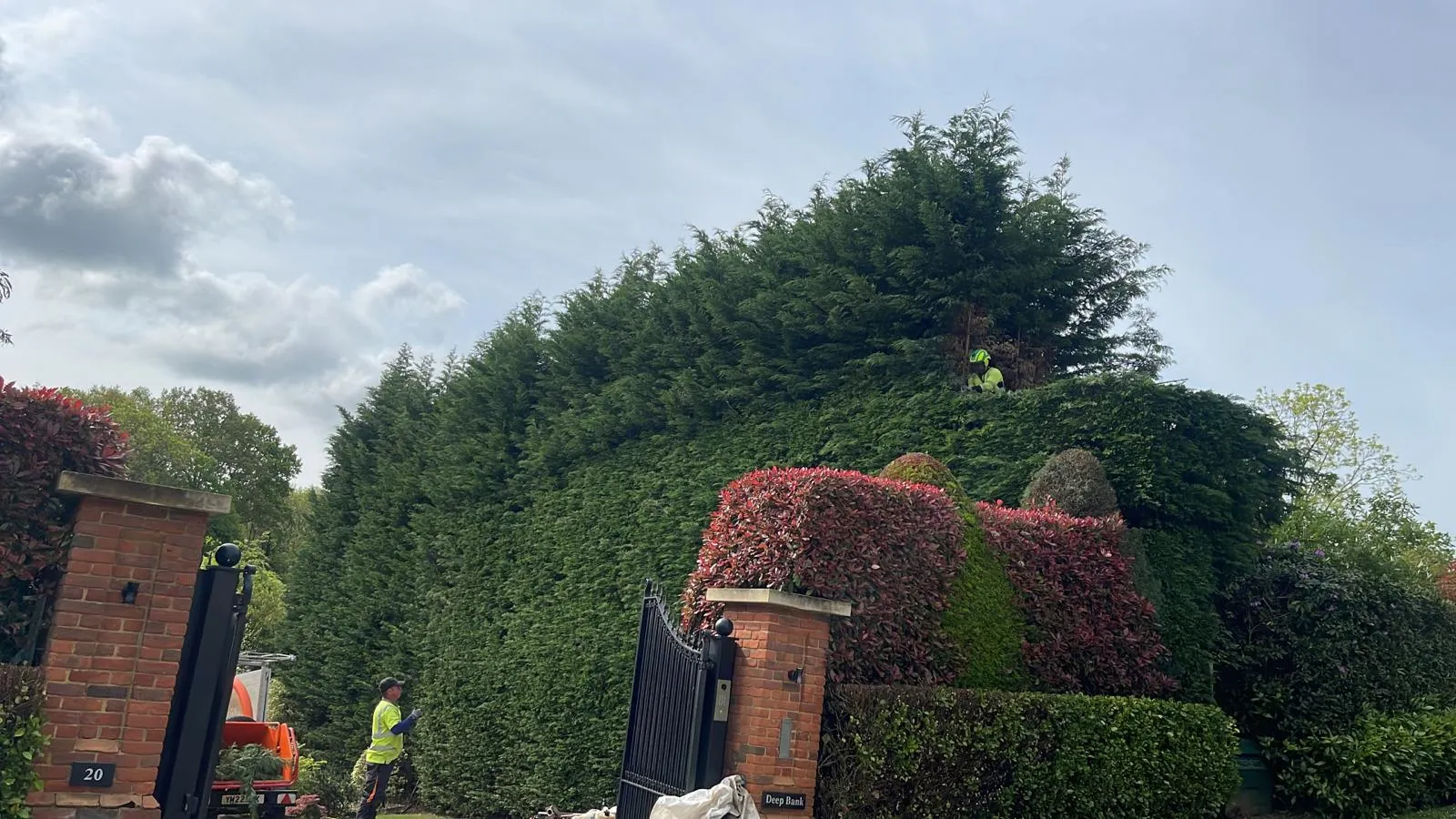 JBF tree surgeons reducing a tall conifer hedge in Leatherhead