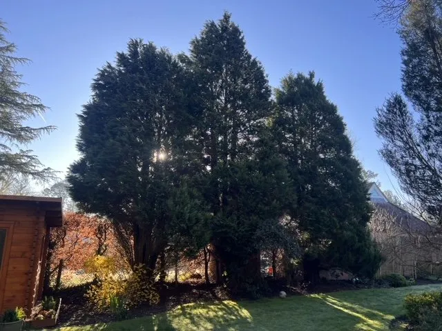 Tree Removal