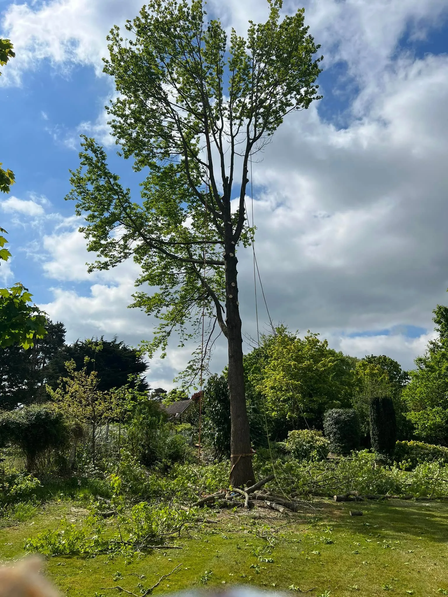 Tree Reductions & Pruning