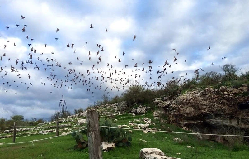 Frio Bat Cave landscape with a swarm of bats flying from the cave entrance
