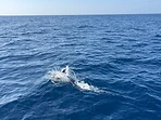 A dolphin breaching the surface of the open ocean