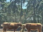 Two Highland cattle feeding from a hay rack in a wooded area