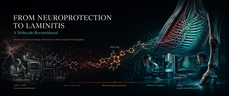 Translational timeline from historical tirilazad neuroprotection research to contemporary equine laminitis investigation, linked by a copper molecular motif.