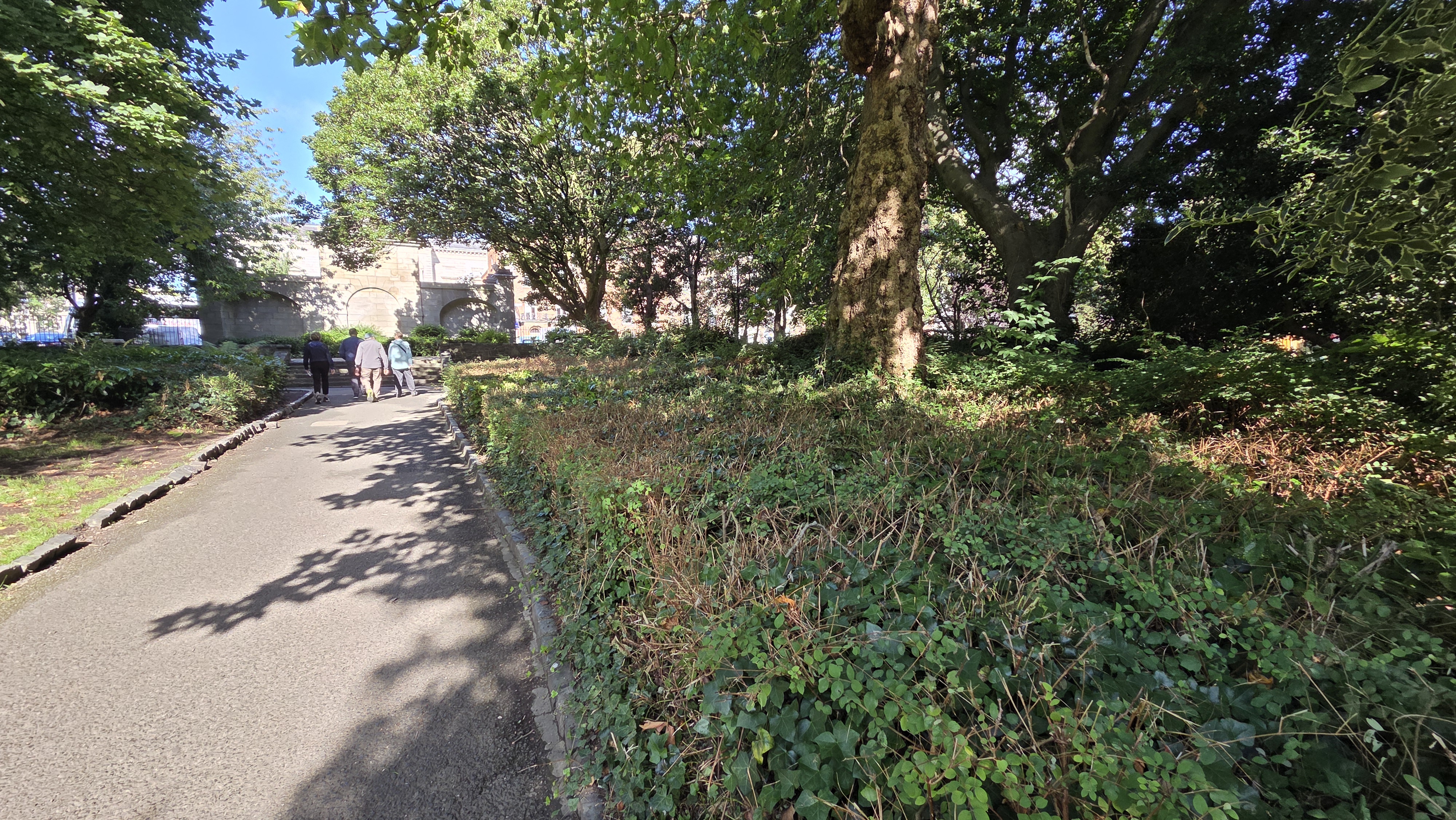 Curving path with wild hedge and mature specimen tree