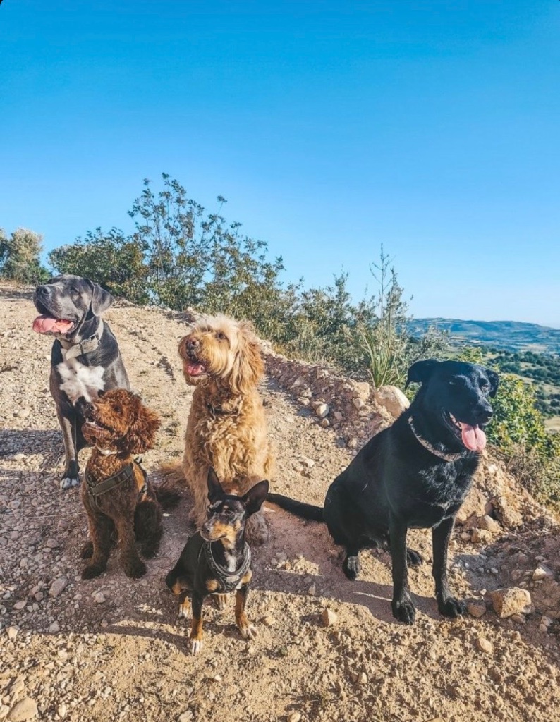 Hunde auf Hügel