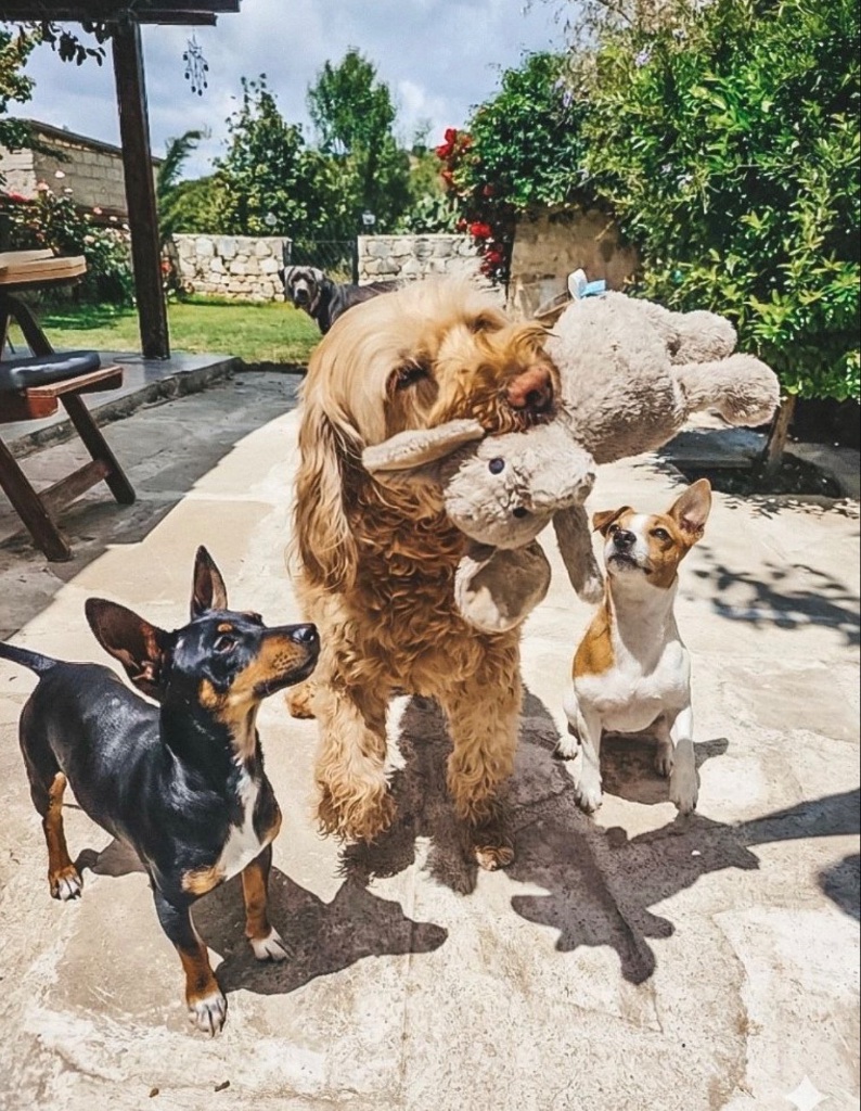 Hunde spielen im Garten