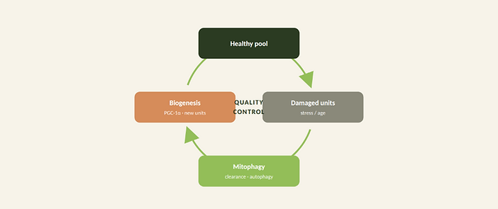 Mitochondrial quality control as a build-and-clear cycle
