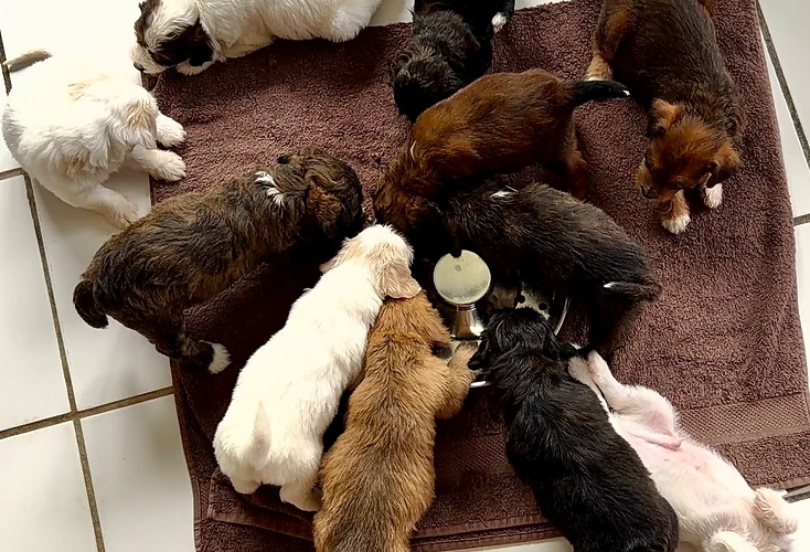 Fluffy Bullies puppies gathered around a shared feeding bowl