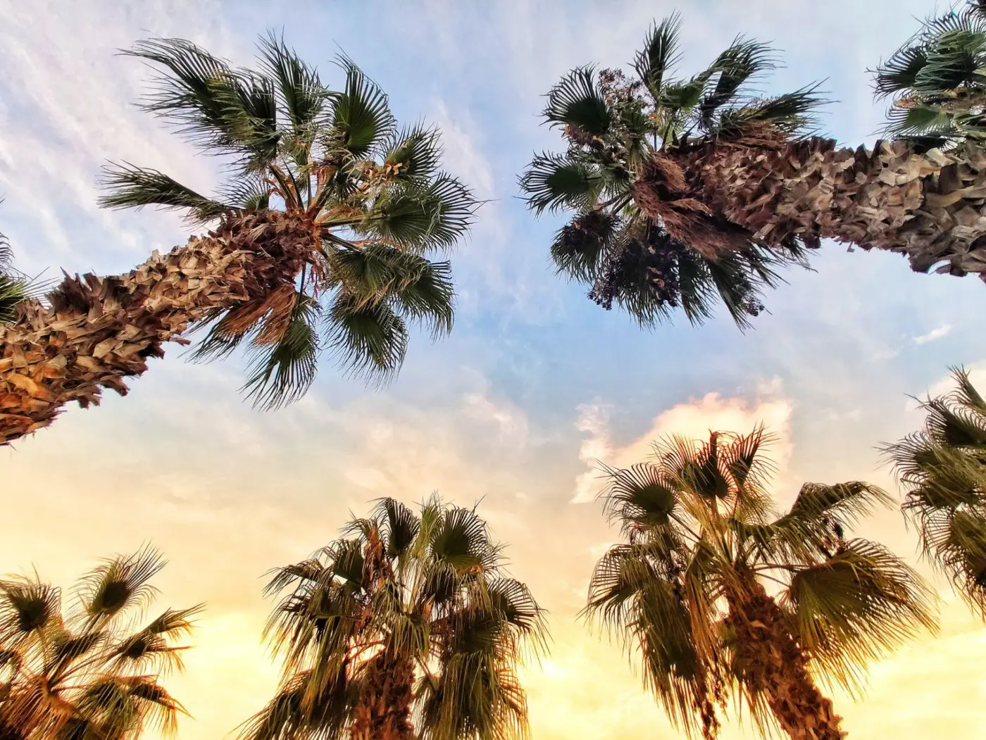 Tree Service websites