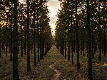 Parallel Forest in Lawton, Oklahoma