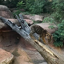 Oklahoma City Zoo visit photo 3