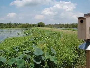 Red Slough Wildlife Management Area in Idabel, Oklahoma