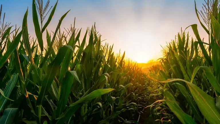 28 October '26 - Today in Farming