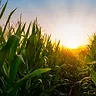 28 October '26 - Today in Farming