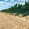 14 October '26 - Today in Farming