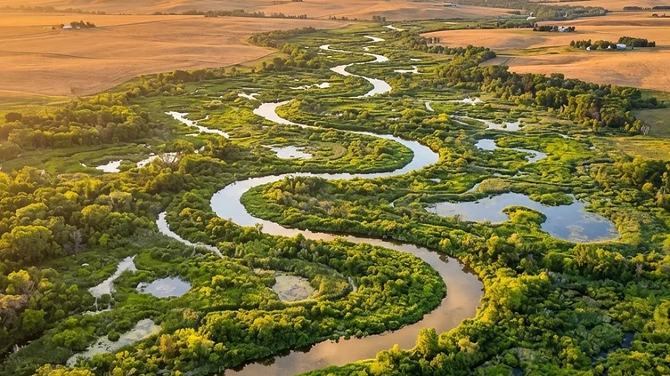 Rewilded land remains green amid drought-stricken English countryside, images show