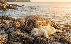 A Rescued Seal’s Remarkable Journey Back to the Wild