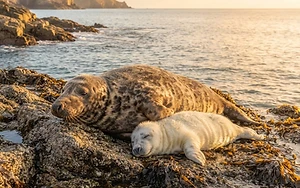 A Rescued Seal’s Remarkable Journey Back to the Wild