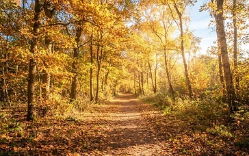 Embracing the Season: Kent’s Autumn Trails Offer Nature Connection