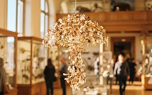 Nature’s Hidden Rhythm: Exeter Exhibition Harmonises Science and Art Through Fungi
