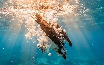AERIAL MASTERY: BRITISH PHOTOGRAPHER WINS GLOBAL BIRD PHOTOGRAPHY TITLE