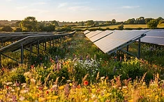 SUNNY OUTLOOK FOR BRITAIN’S WILDLIFE