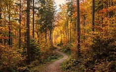 A Century of Global Conservation: Kent’s World-Leading Tree Sanctuary Celebrates Milestone