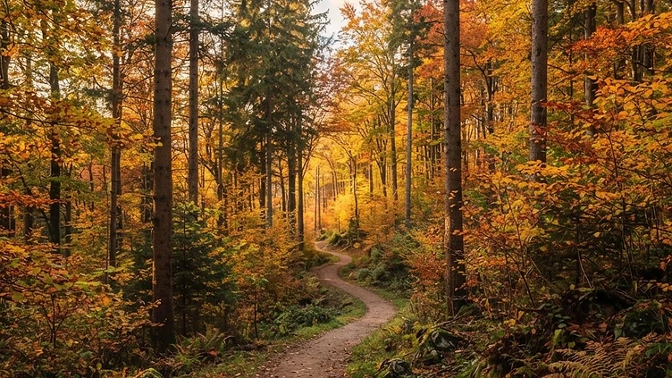 A Century of Global Conservation: Kent’s World-Leading Tree Sanctuary Celebrates Milestone
