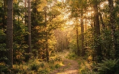 A Century of Conservation: Kent’s Global Tree Sanctuary Flourishes