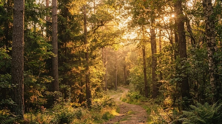 A Century of Conservation: Kent’s Global Tree Sanctuary Flourishes