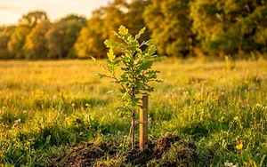A Greener Ring for the Capital