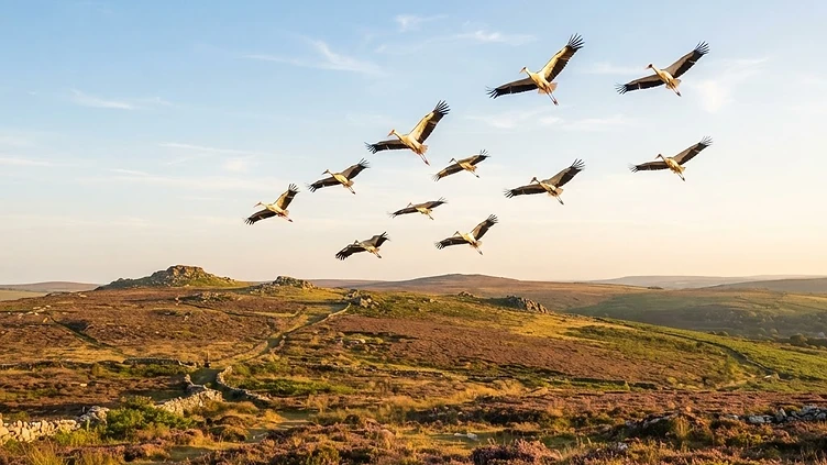 Cornish Skies Welcome Back Iconic White Storks in Landmark Rewilding Milestone