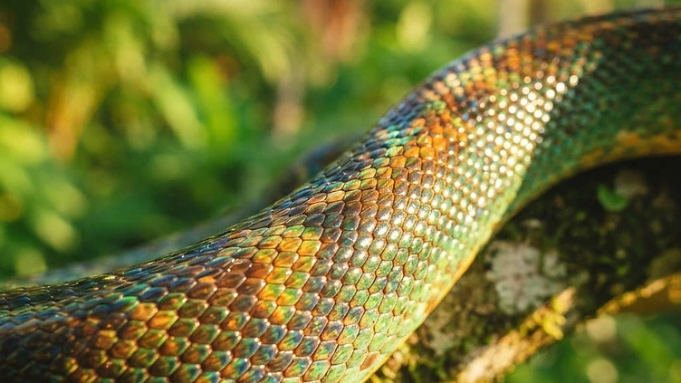 World-First Cancer Treatment Saves Iconic Python at Chester Zoo