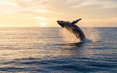 Pembrokeshire Coast Welcomes Rare Marine Visitor