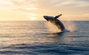 Pembrokeshire Coast Welcomes Rare Marine Visitor