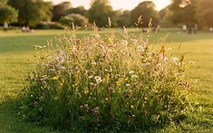 URBAN NATURE’S FORTUNES REVEALED THROUGH HISTORIC TURF SWAP