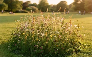 URBAN NATURE’S FORTUNES REVEALED THROUGH HISTORIC TURF SWAP