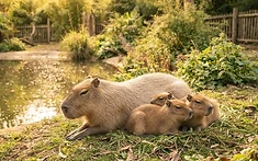 Edinburgh Zoo Welcomes Capybara Triplets