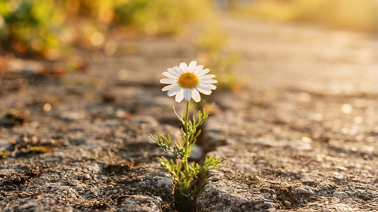 CONCRETE SANCTUARIES: HOW BRITAIN’S URBAN LANDSCAPES ARE SAVING RARE WILDFLOWERS