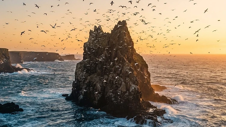 Four-Century Tradition Halted to Protect Scotland’s Vulnerable Seabird Colonies