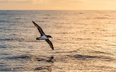 FEATHERED NAVIGATORS REVEAL SECRETS OF BIOLOGICAL CLOCKS