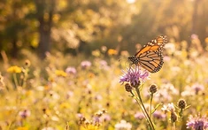 Tree vaccines and gene-edited butterflies among biotechnology projects funded by UK ‘invention agency’
