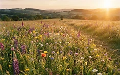 FLAVOURS OF THE LAND: SOMERSET FARMER REVITALISES MEADOWS FOR SUSTAINABLE CHEDDAR
